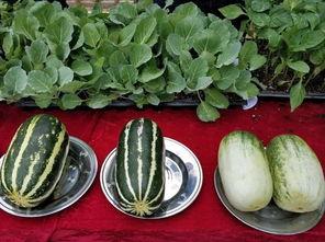 娱乐吃瓜壁纸图片高清,揭秘娱乐圈幕后故事