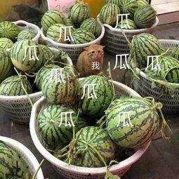 娱乐吃瓜壁纸图片高清,揭秘娱乐圈幕后故事