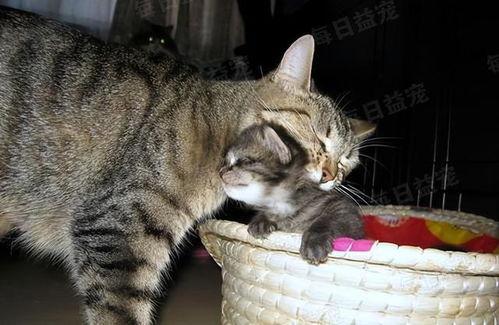 娱乐吃瓜酱猫妈妈视频,萌宠视频带你笑翻天